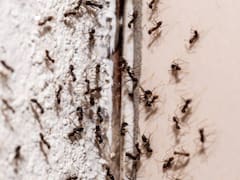 Cómo eliminar las hormigas de tu casa de forma rápida y efectiva con pocos ingredientes