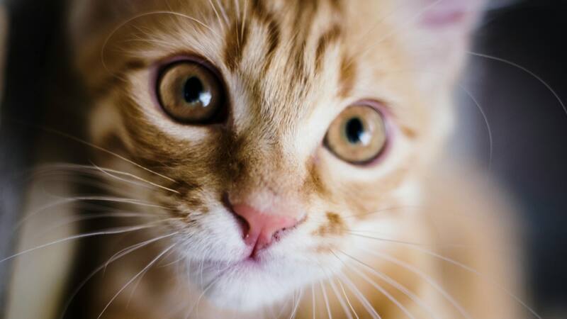 Existen 4 razas de gatos que no tenés que tener en tu casa, según la opinión de un experto