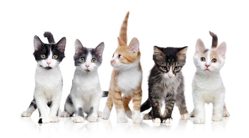 Colores de los gatos. Fuente: Shutterstock.