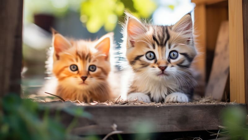 Los gatos son protagonistas en esta remota isla de Japón.