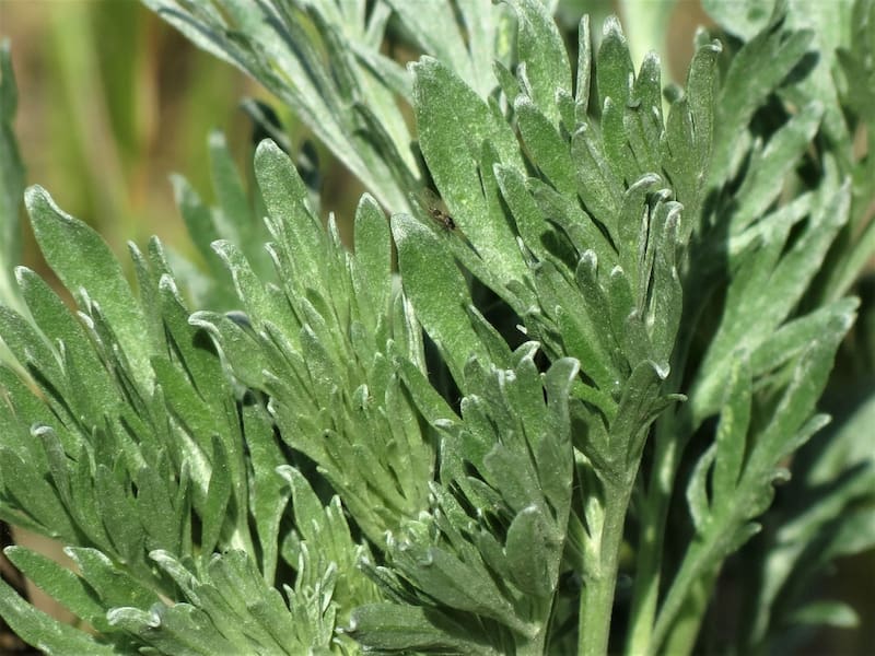 No se recomienda a embarazadas o personas en período de lactancia consumir la artemisa. Foto: Shutterstock.
