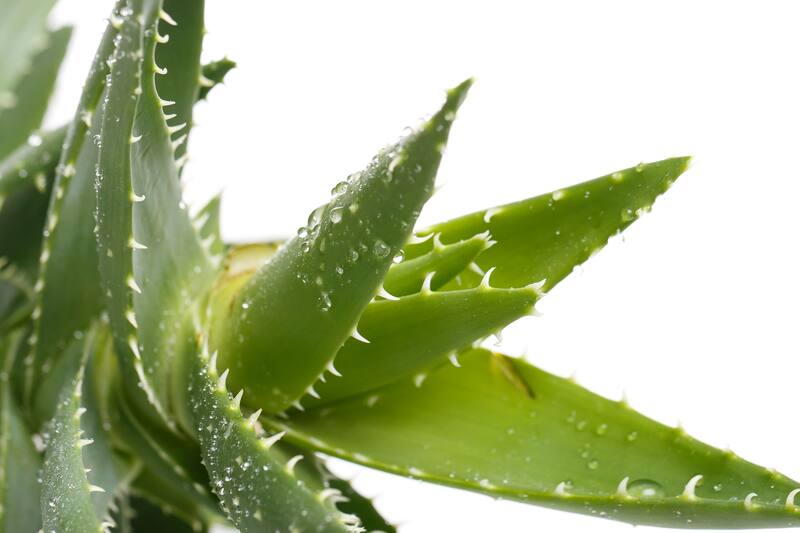 El aloe vera tiene propiedades para la piel, el pelo y el organismo. (Fuente: Freepik)