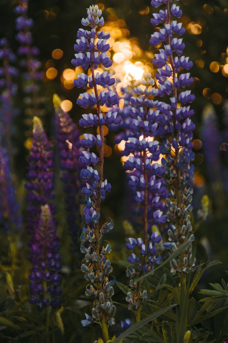 Unas gotitas de aceite esencial de lavanda ayudarán a librarte de las migrañas. (Foto: Archivo).