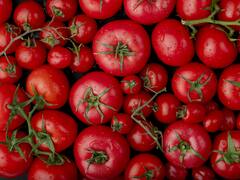 El truco de los jardineros expertos para cosechar tomates perfectos: el secreto está en este paso sencillo