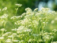 Atención si sufrís artritis: la hierba milagrosa que cura el dolor articular, previene enfermedades y recupera los huesos con colágeno