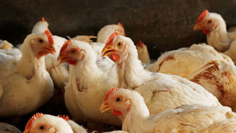 La influenza aviar es altamente peligrosa para humanos.