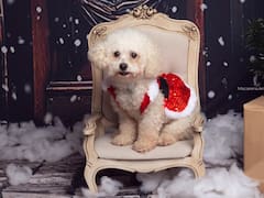 El fenómeno de los "Perri hijos" se transformó en el nuevo negocio en auge