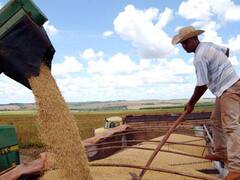 Mantienen previsión para la producción de soja y maíz en la Argentina