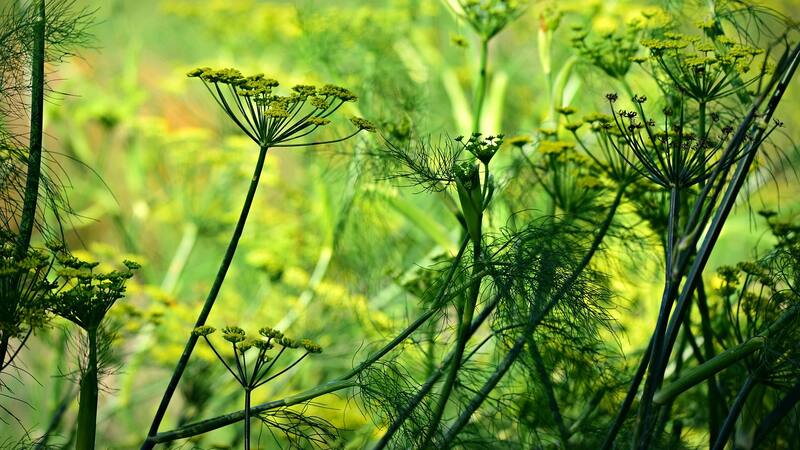 Esta planta silvestre puede cambiarte la vida por todos sus beneficios en la salud.