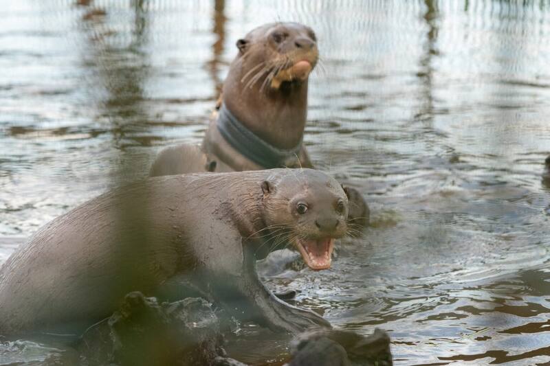 Estas son las nutrias gigantes recuperadas en la provincia de Corrientes, Argentina. (Fuente: Rewilding Argentina)