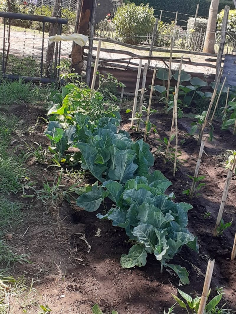 Una huerta en casa también genera un ahorro en las familias. (Foto: Gentileza)