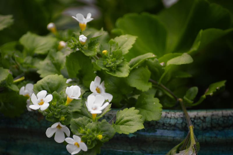 El hisopo de agua, también conocido como Bacopa monnieri, es una planta herbácea con propiedades medicinales notables. (Foto: Pixabay)