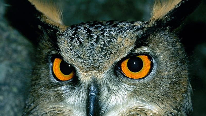 Su regreso impacta directamente en el chotacabras, alterando la dinámica del ecosistema y demostrando el poder de la conservación activa.