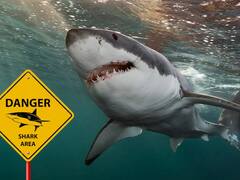 Cierran todas estas playas por presencia de tiburones y las autoridades recomiendan precaución total