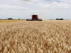 Cerealeros esperan medidas para el transporte
