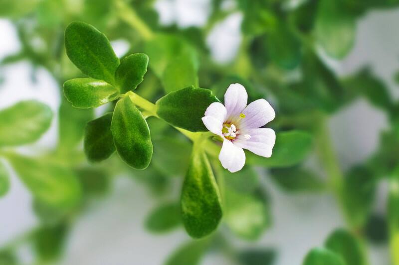 La bacopa monneri es una planta con gran cantidad de propiedades medicinales. Fuente: Archivo.