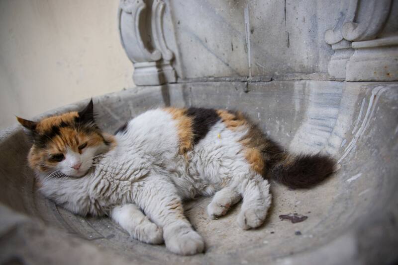 Gatos adultos mayores. Fuente: Freepik.