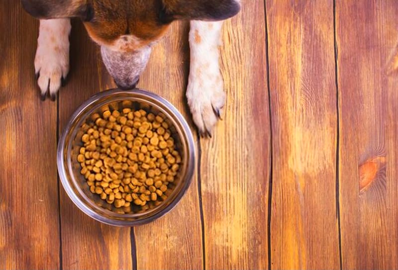 Esta reconocida marca de alimentos para mascotas fue retirada voluntariamente del mercado: es por riesgo de infección con bacterias. Fuente: Shutterstock.
