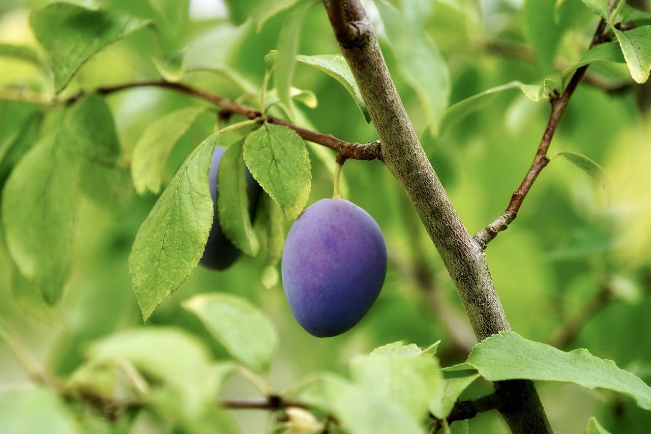 Árbol pequeño con flores coloridas y frutos en maceta para patio reducido