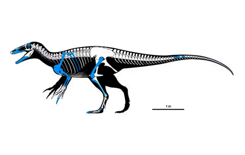 Como muestra, esta ilustración destaca algunas de las piezas encontradas del ejemplar en Chubut (Fuente: T.K. Robinson y Andrew McAfee).