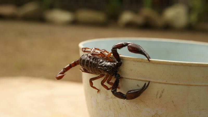 Esta especie puede encontrarse en varios estados de México, desde Baja California hasta Veracruz.
