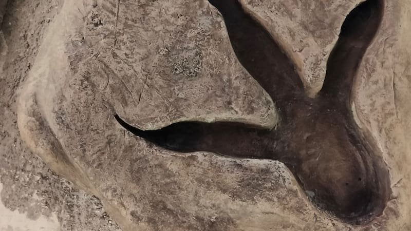 Arqueólogos hallan en China más de 400 huellas fosilizadas de dinosaurios.