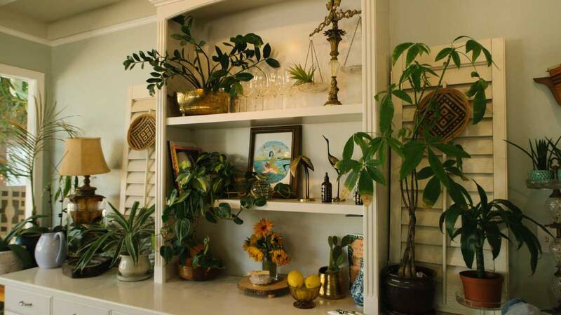 Hay 10 plantas ideales para la casa ya que no necesitan de tanta luz.
