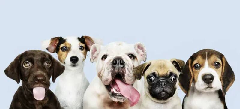 La raza más inteligente del mundo es Pastor Belga Malinoi. Foto: Archivo