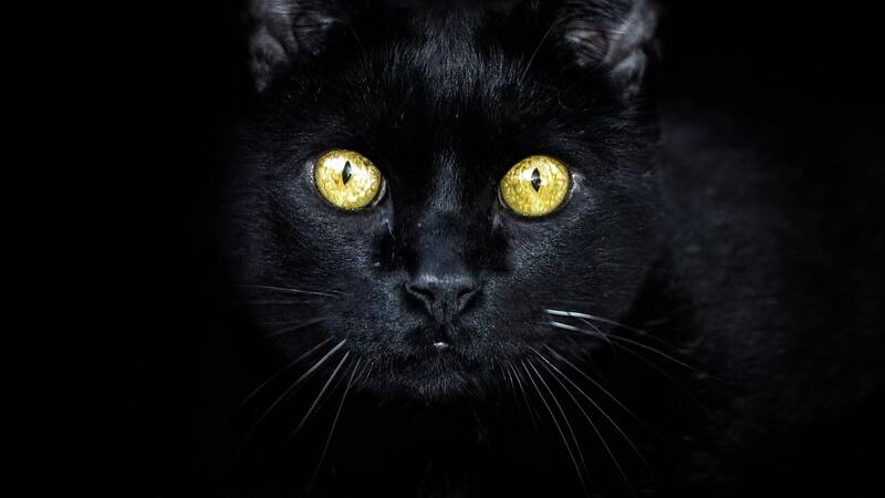 Los gatos negros generan mala suerte, ¿mito o realidad?