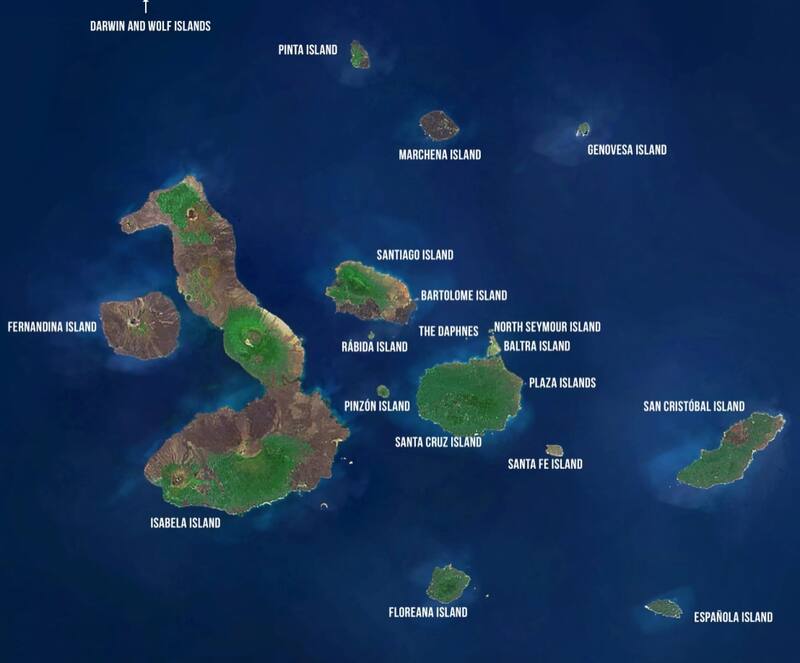 Investigadores detectan en Galápagos un raro caso de estereoquímica evolutiva reversa. Fuente: Shutterstock.