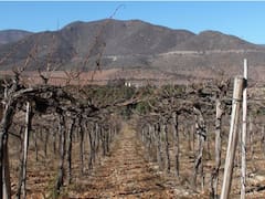 Chile declara la emergencia agrícola por sequía extrema: a qué región afecta