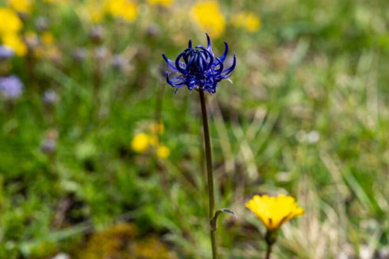 La hierba Harpagófito tiene propiedades antiinflamatorias y curativas. Fuente: iStock.
