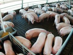 Daños y perjuicios en ley de Defensa de la Competencia