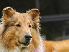 Bilateral canina: el perro presidencial Dylan se comunicó con su futuro par chileno, la mascota de Gabril Boric