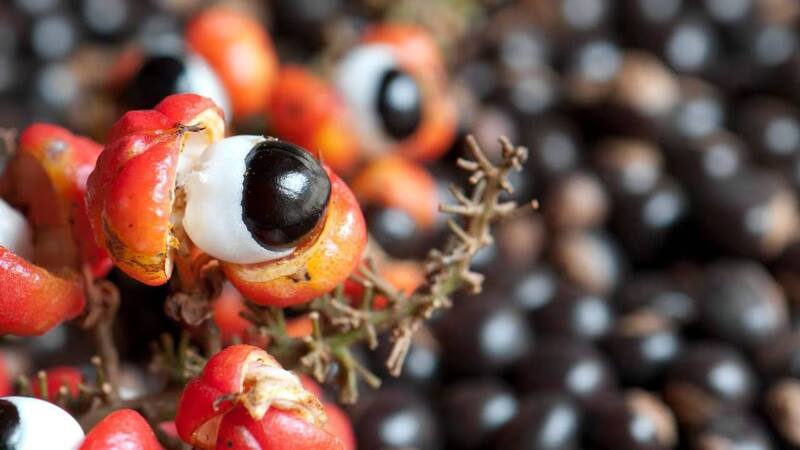 El guaraná y sus propiedades para la salud. (Foto: Pixabay).