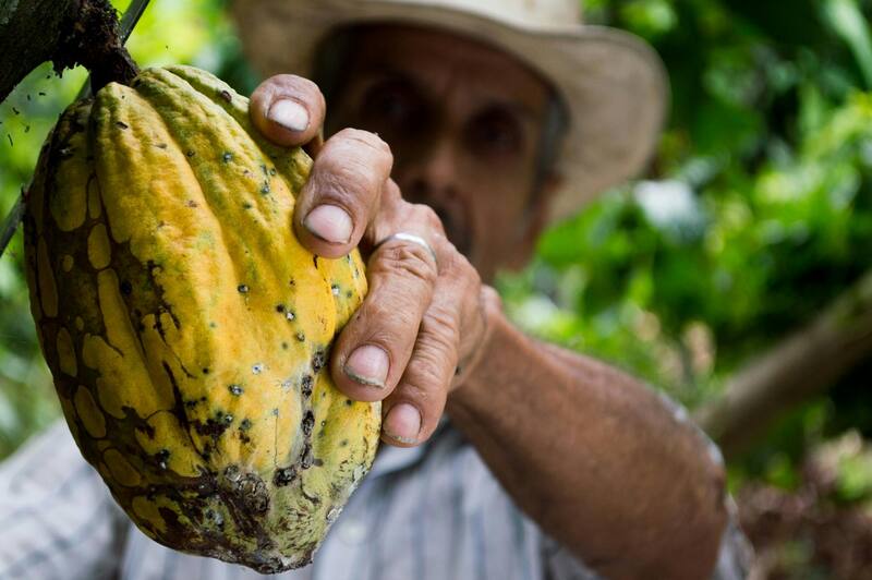 Problemas ambientales y económicos impactan la industria del cacao, con consecuencias que podrían ser duraderas (Fuente: Pexels)