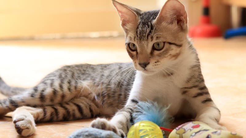 <div class="migrated-promo-image__description"><div class="migrated-promo-image__source">Fuente: Pixabay</div></div>