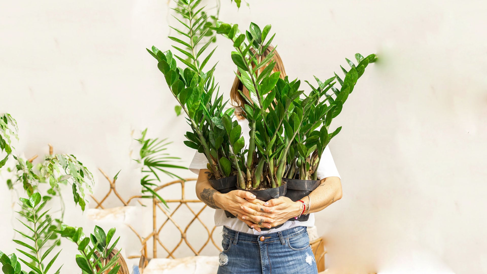 Las 3 plantas de interior que no necesitan mucho riego ni cuidado y están siempre verdes