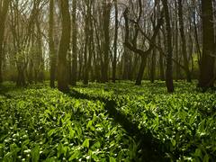 Conocé "el pueblo del millón de árboles": queda a menos de 3 horas de CABA y resurgió tras un tornado
