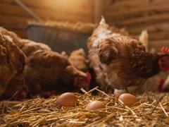 La IA pone fin a una discusión de siglos: ¿qué fue primero, el huevo o la gallina?