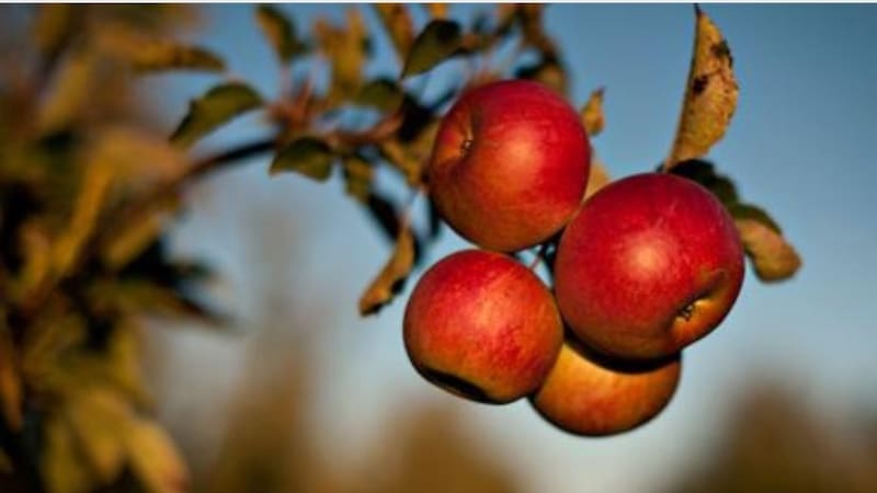 Manzanas. Fuente: Archivo.