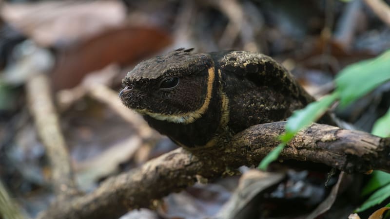 El ave "dragón" no está en peligro de extinción, aunque su escasez es uno de los puntos considerados por los expertos.