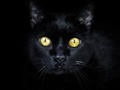 Mito histórico: de dónde viene la creencia de que los gatos negros traen mala suerte