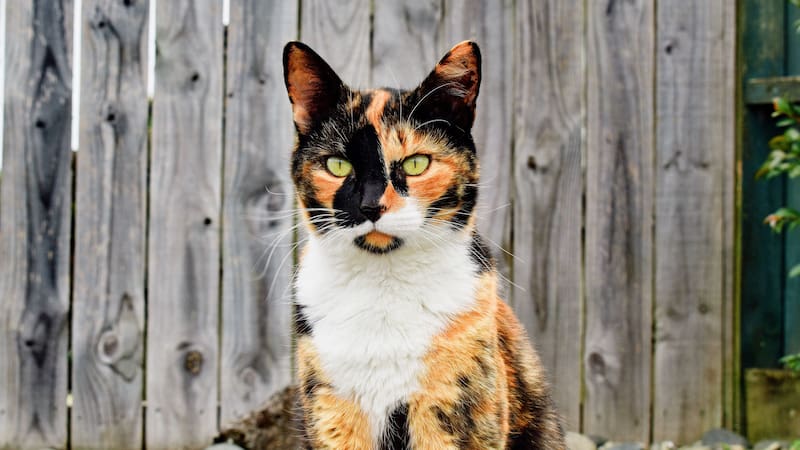 Fue descubierto por primera vez en el centro de Finlandia en 2007.