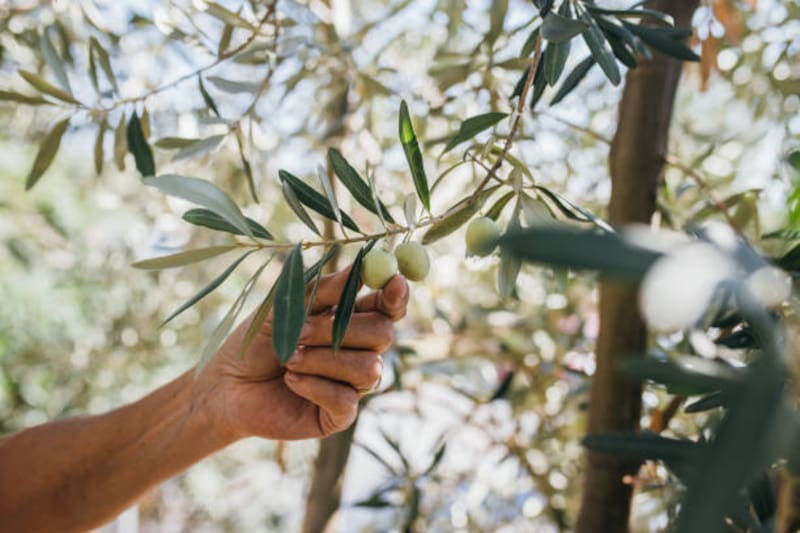 Las plantas de olivo curan los dolores musculares y son antiinflamatorias. Fuente: iStock.