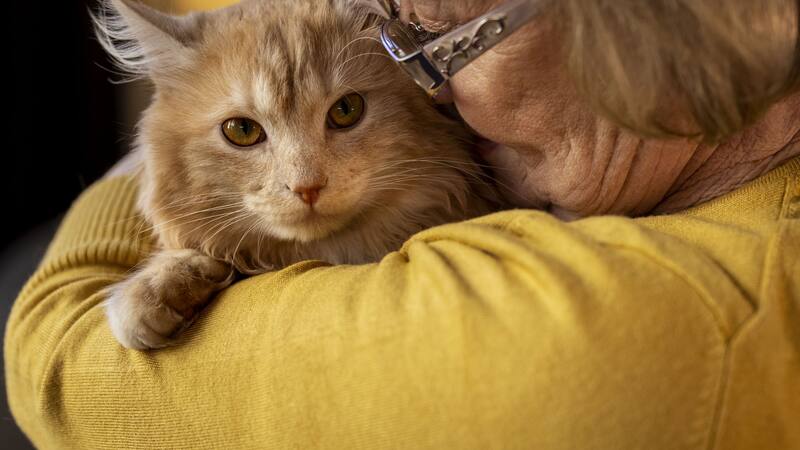 La conducta de seguir a sus dueños puede ser más común en gatos que han sido rescatados.