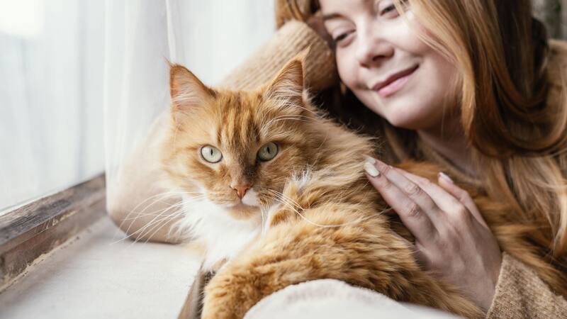 Los gatos son más sensibles a las señales humanas de lo que se pensaba, ajustando su comportamiento según las emociones de quienes los rodean.