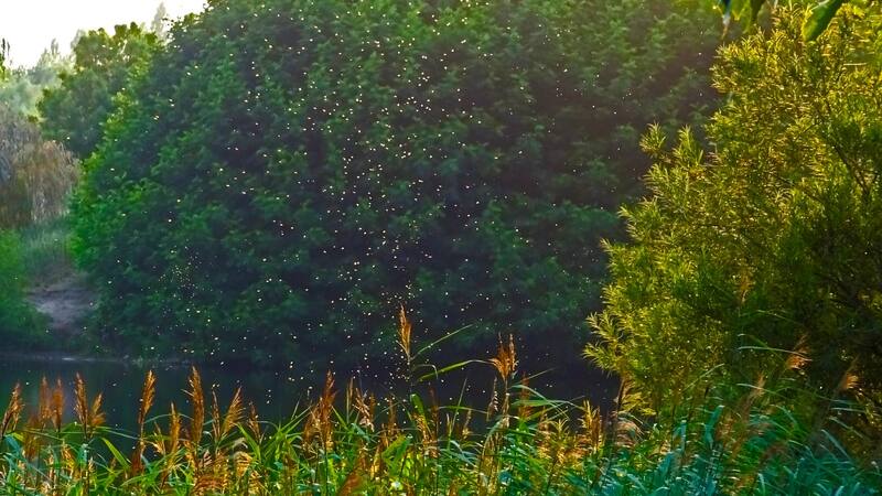 Este insecto es importante para el ecosistema y para distintos estudios sobre la salud humana.