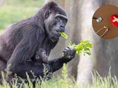 Descubren gorilas con habilidades médicas para curar | Los humanos los quieren imitar