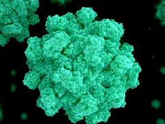 Nueva variante de norovirus causa el 76% de los brotes en EE.UU.: ¿qué se sabe de la GII.17?